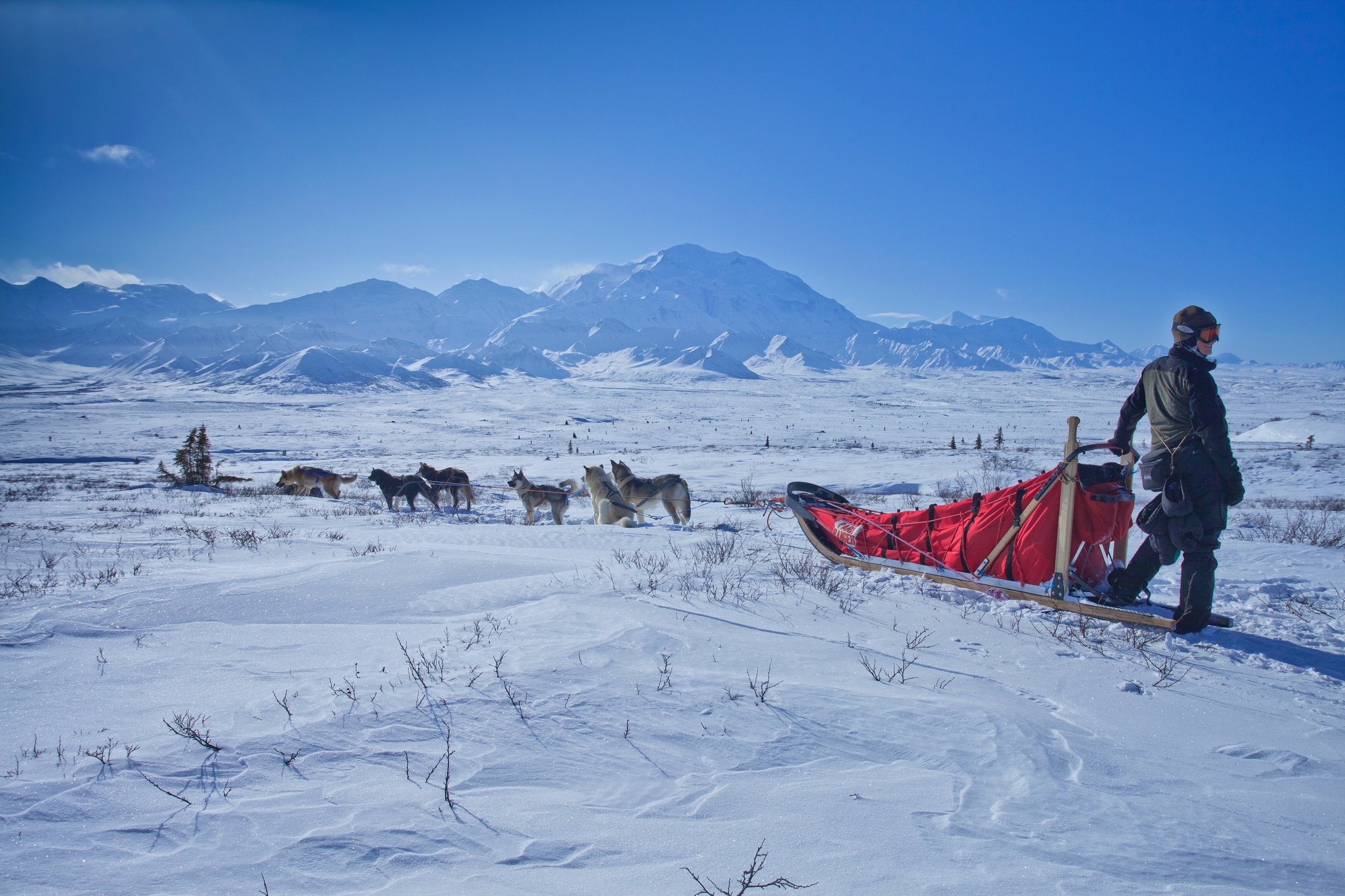 Dogsleding