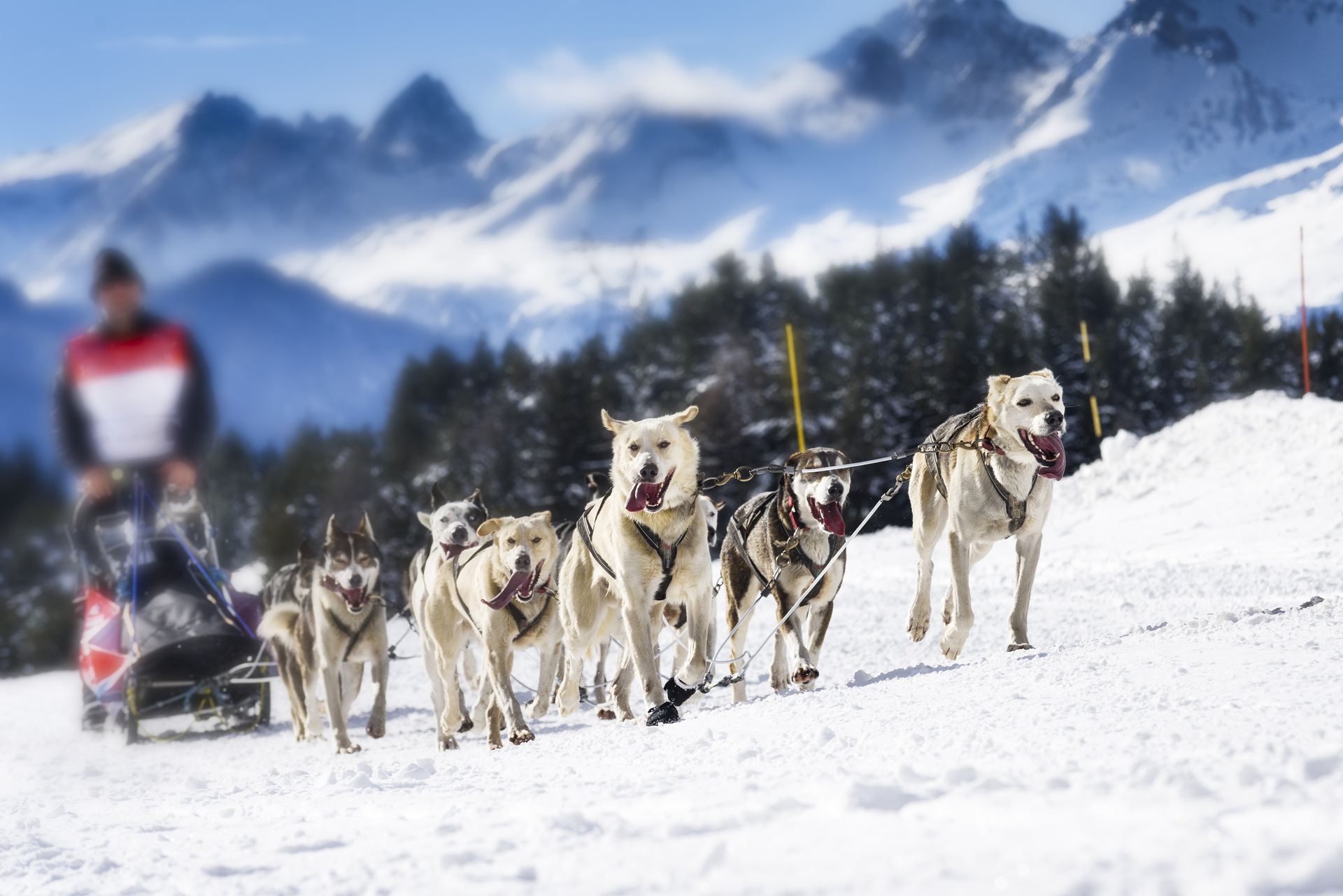 A Dog sledding